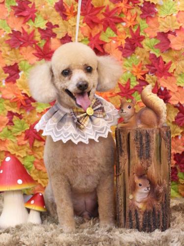 20241123チロくん